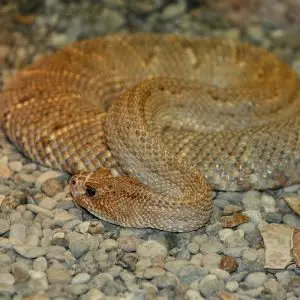 South American Rattlesnake - Facts, Diet, Habitat & Pictures on ...