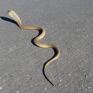 Cape Cobra photo