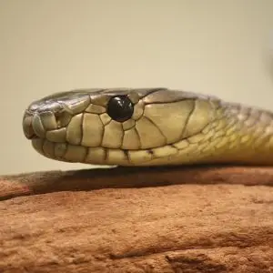Jameson's Mamba photo