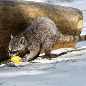 Crab-Eating Raccoon photo