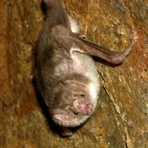 Common Vampire Bat photo