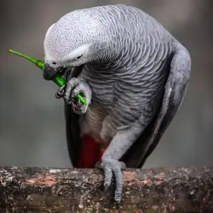 African Grey Parrot - Facts, Diet, Habitat & Pictures on 