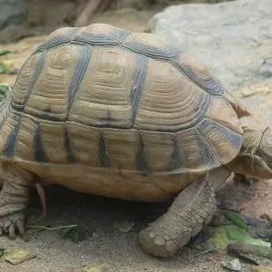 Egyptian Tortoise photo