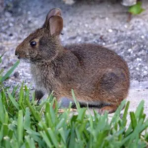 Marsh Rabbit photo
