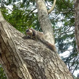 Grizzled Giant Squirrel photo