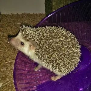 Four-Toed Hedgehog photo