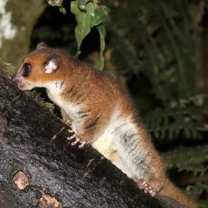 Greater Dwarf Lemur photo