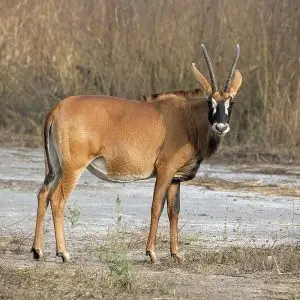 Roan Antelope photo