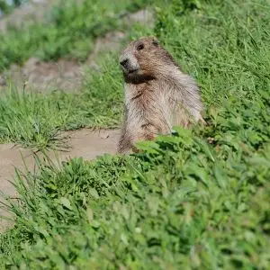 Olympic Marmot photo