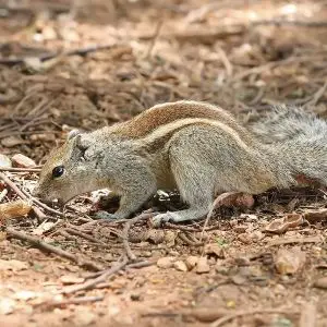Indian Palm Squirrel photo