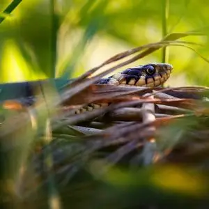 Grass Snake photo