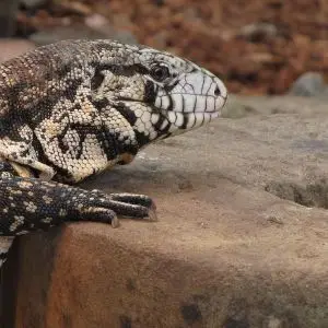 Argentine Black And White Tegu - Facts, Diet, Habitat & Pictures On ...