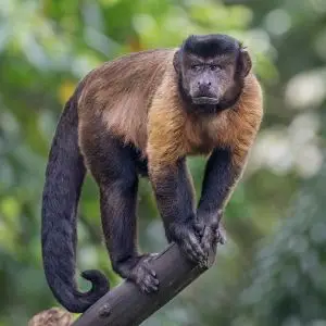 Black-Capped Capuchin photo