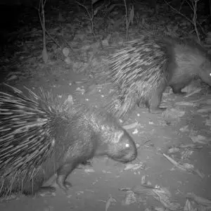 Malayan Porcupine photo