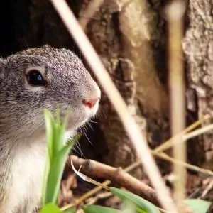 Franklin's Ground Squirrel photo