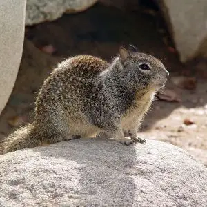 California Ground Squirrel photo