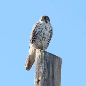 Prairie Falcon photo