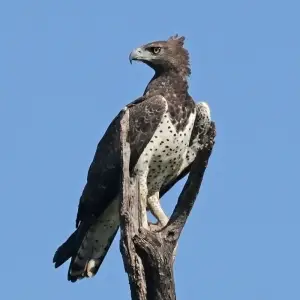 Martial Eagle photo