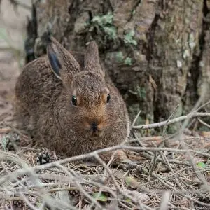Mountain Hare photo