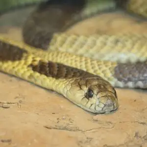 Egyptian Cobra photo