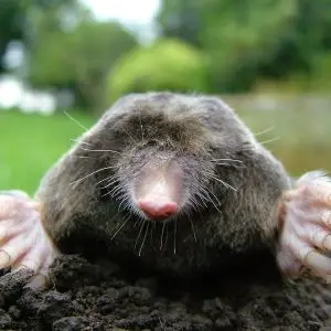 European Mole photo