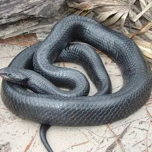Eastern Indigo Snake photo