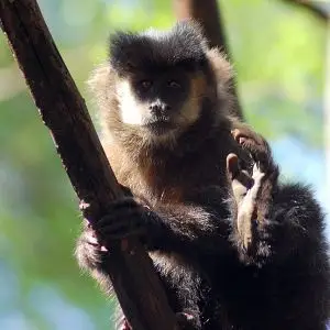 Black Capuchin photo