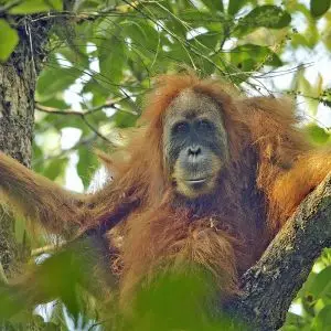 Tapanuli Orangutan photo