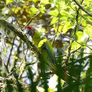 Great Green Macaw photo