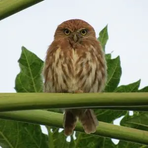 Ferruginous Pygmy Owl photo