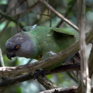 Senegal Parrot photo