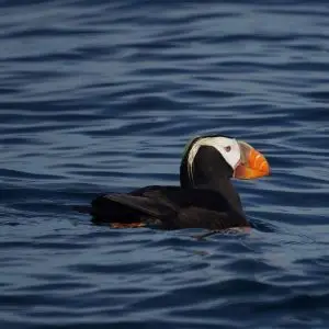 Tufted Puffin photo
