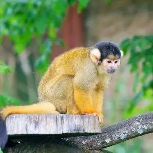 Black-Capped Squirrel Monkey photo