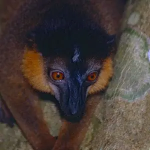 Collared Brown Lemur photo