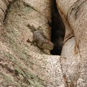 Tokay Gecko photo