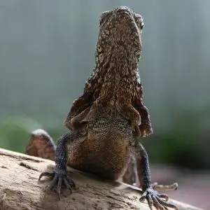 Frilled-Neck Lizard photo