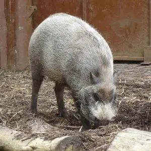 Bornean Bearded Pig photo