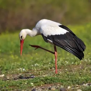 White Stork photo