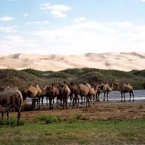Wild Bactrian Camel photo
