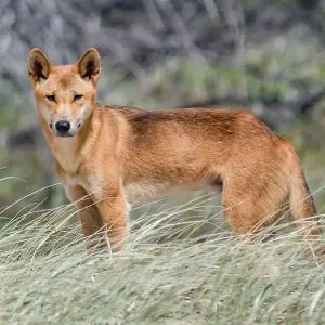 Dingo photo