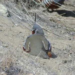 Mountain Quail photo