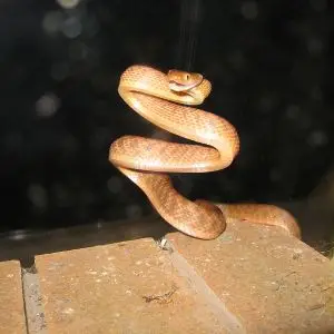 Brown Tree Snake photo