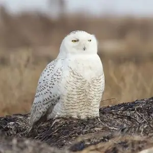 Snowy Owl photo