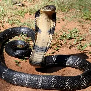 King Cobra photo