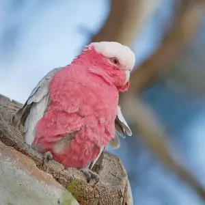 Galah photo