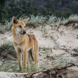 Dingo - Facts, Diet, Habitat & Pictures on 