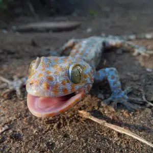 Tokay Gecko photo