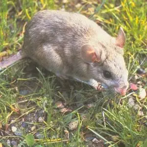Bushy-Tailed Woodrat photo