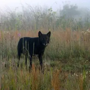 Eastern Wolf photo