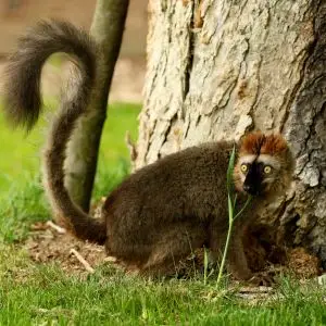 Red-Fronted Lemur photo